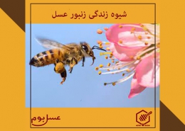 شیوه زندگی زنبور عسل
