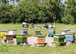 بررسی انواع کندوهای زنبورعسل