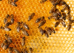 معرفی 4 نوع از نژاد های زنبورعسل