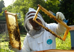 چند اشتباه رایج بین زنبورداران مبتدی
