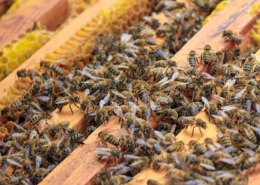 نحوه ی تولید عسل توسط زنبور