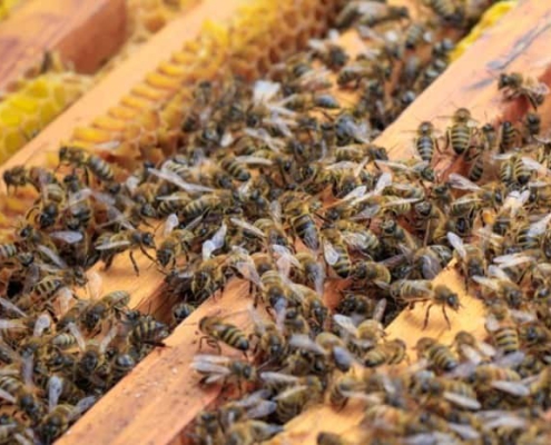 نحوه ی تولید عسل توسط زنبور