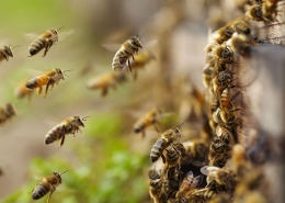 تغذیه ی زنبورهای عسل
