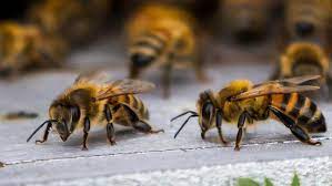 آشنایی با ساختار بدن زنبور عسل