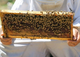 نکاتی که زنبورداران باید در خرید تجهیزات استوک رعایت کنند
