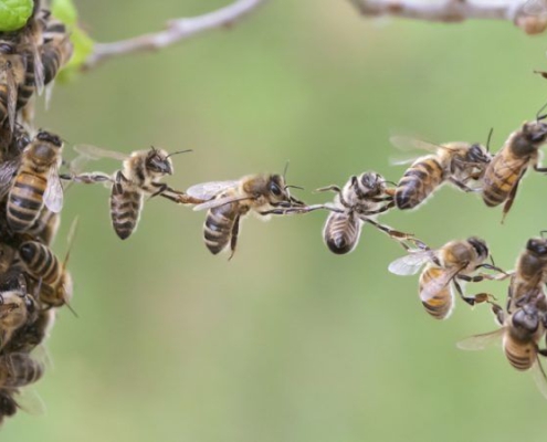 اهمیت زنبورهای عسل برای حیات کره زمین
