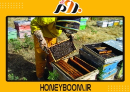 هر آنچه باید درباره ی بهداشت زنبورعسل بدانید