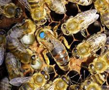 نکاتی که بهتر است درباره ی زنبور ملکه بدانید