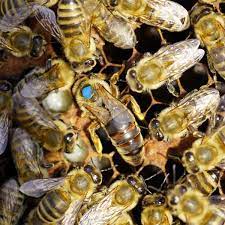 نکاتی که بهتر است درباره ی زنبور ملکه بدانید