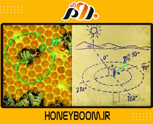هر آنچه که باید درباره ی مسیر یابی زنبورهای عسل بدانید