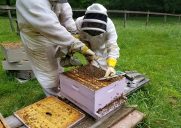 مدیریت صحیح کندو های زنبور عسل