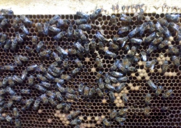 علت نر ریزی کندو های زنبور عسل و روش درمان آن