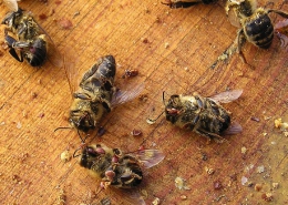 پیشگیری از بیماری کنه واروآ در کندو های زنبور عسل