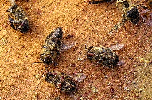 پیشگیری از بیماری کنه واروآ در کندو های زنبور عسل
