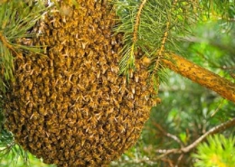 جلوگیری از بچه دادن کندو زنبورعسل و علت آن