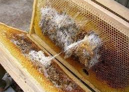 علت پروانه زدن عسل های موم دار و مقابله با آنها