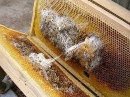 علت پروانه زدن عسل های موم دار و مقابله با آنها