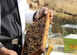 راه کار های افزایش تولید عسل در کندو