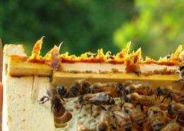 کاربرد بره موم در کندو زنبورعسل