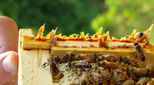 کاربرد بره موم در کندو زنبورعسل
